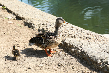 Little duckling with mother at zoo on sunny day. Baby animals