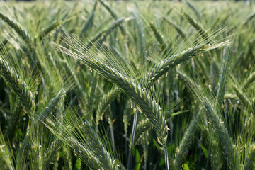 close up of young green wheat on the field
