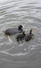 Close-up of Coot family (Black red-eyed adult waterbird, fulica atra, common coot) and coot chicks (coot babies) swimming in open water in summer, Scotland. Motherhood, care and love concept.