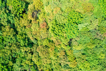 Aerial view of green forest in summer.