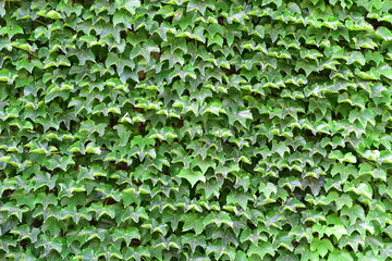 green ivy on wall