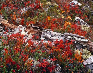 finland, berry bushes, autumn, season, autumnal, plants, vegetation, nature, forest floor, shrubs, berries, blueberries, autumn colouring, 