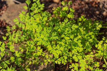 Trifolium repens herbaceous plant group.