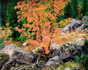 rowan, sorbus aucuparia, autumn colour, season, autumn, nature, forest floor, stones, tree, rose family, vegetation, plants, rocks, 