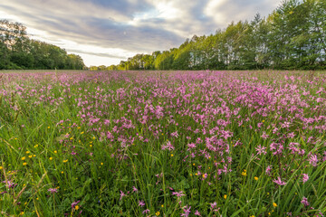 Lychnis cuckoo flower in a spring meadow.