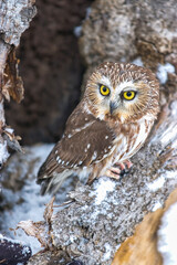 Northern Saw whet Owl