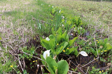 尾瀬/6月。　まだ水芭蕉が咲き残る初夏の尾瀬ヶ原。