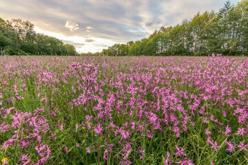 Lychnis cuckoo flower in a spring meadow.