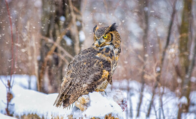 Great horned owl in snowfall