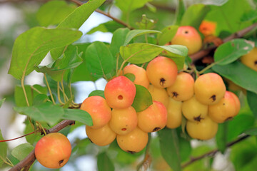 Ripe Begonia fruit on the branch, North China