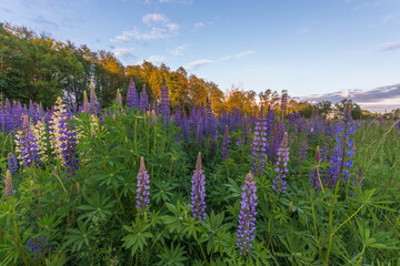 Obraz premium Purple blue lupine flowers in a spring meadow.