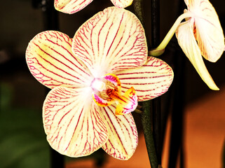 Orchidea fotografata a una mostra mercato in Firenze