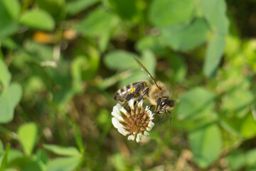 Summ Summ Summ - summ herum.