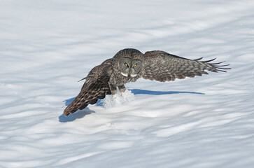 Great gray owl landing in snow