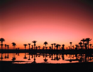 Fototapeta na wymiar date palms, phoenix spec., lake, evening glow, palms, water, evening, evening light, evening mood, mood, water reflection, reflection, romance, romantic, landscape, nature, 
