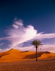 north africa, sahara, date palm, sand dunes, africa, desert, erg, dune, dunes, sand, palm, desert plant, phoenix dactylifera, nature, vegetation, heat, drought, aridity, landscape, 