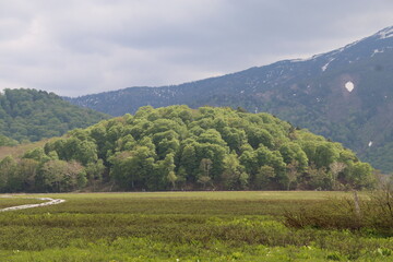 Fototapeta na wymiar 尾瀬/6月。　まだ水芭蕉が咲き残る初夏の尾瀬ヶ原。湿原の森。