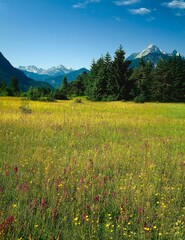 mountain meadow, mountains, forest, forest edge, meadow, flowers, flower meadow, orchid, orchis purpurea, flora, nature, botany, landscape, summer, summer meadow, 