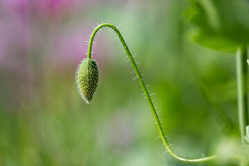 Die Knospe eines Klarschmohnes im Schlafmohnfeld mit borstigen Haaren