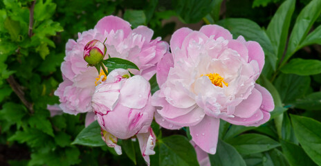 Two pink peonies close up