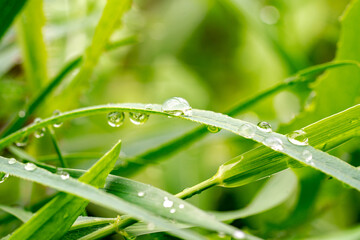 Green grass with raindrops, macro photography, summer background