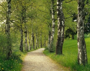 path, birches, alley, spring, nature, forest path, birch alley, trees, 