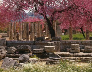 greece, olympia, palaestra, trees, blooming, ancient olympia, ruin, temple ruin, ring-and, boxing...
