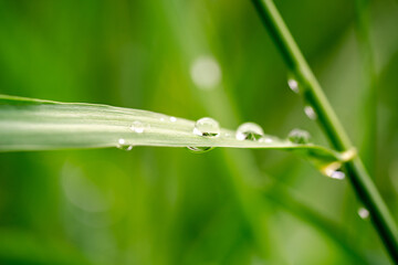 Green grass with raindrops, macro photography, summer background