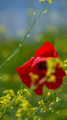 Fototapeta premium red poppy flower