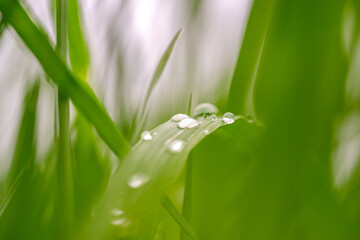 Green grass with raindrops, macro photography, summer background