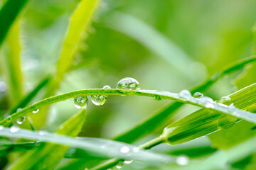 Green grass with raindrops, macro photography, summer background