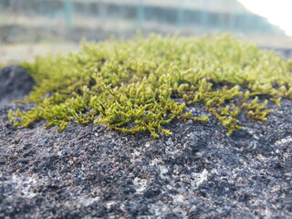 moss on the stone