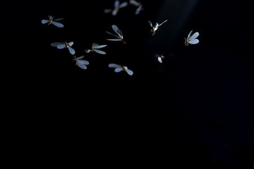 Low key image and blur to highlight the lights in the night long and flying animation play light...