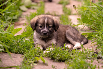 Unpedigreed little puppy on a street, summer outdoors, homeless dog