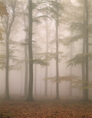forest, beeches, fog, 