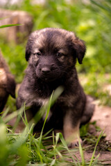Unpedigreed little puppy on a street, summer outdoors, homeless dog