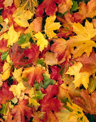 autumn leaves, colourful, close-up, 