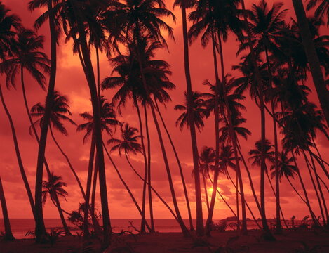 palm beach, sunset, 
