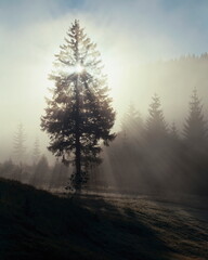 Fototapeta na wymiar forest edge, morning mist, tree, sun, backlight, 