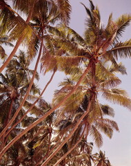 coconut trees, 