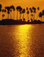palm island, sunset, 