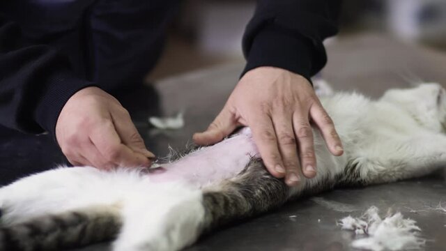 Stage of shaving of the abdominal cavity. Preparing a cat for surgery.