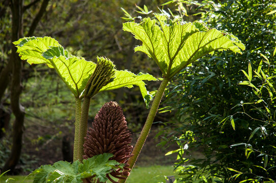 The giant rhubarb