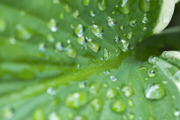 Selective focus of raindrops on a green leaf. Water droplets macro shot