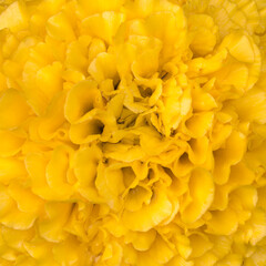Full frame of yellow marigold (Tagetes erecta, Mexican marigold, Aztec marigold) flower texture