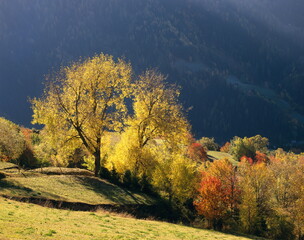 Naklejka premium mountainside, trees, sunlight, autumn, 