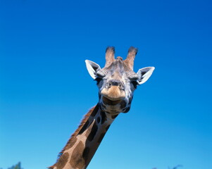 head of a giraffe, giraffe camelopardalis, 