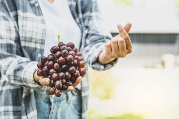 Young Asia woman farmer hand make mini heart and holding grapes after harvest form vineyard, healthy fruit concept