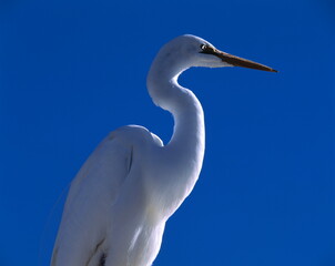new zealand, great white egret, ardea alba, 