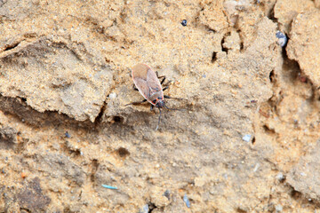 Stink bug crawling on the land, North China